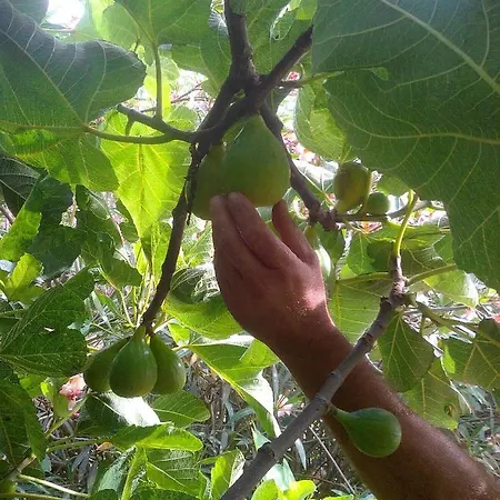Farm stay Massaro Pietro *