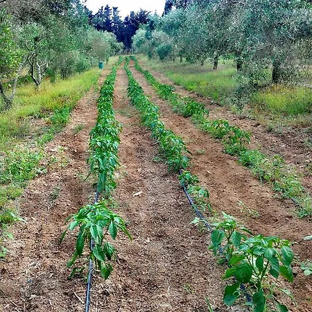 Farm stay Massaro Pietro *