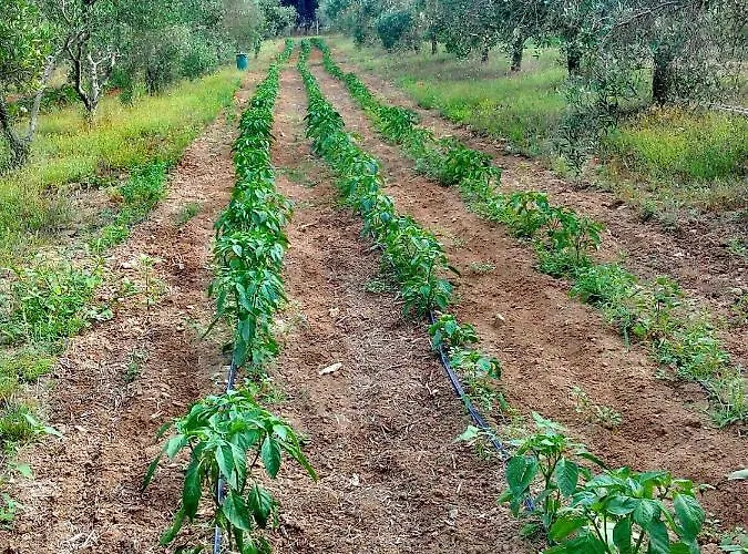Alojamento de Turismo Rural Massaro Pietro *