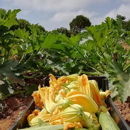 Massaro Pietro Farmház Otranto