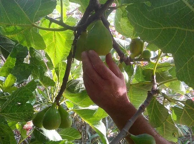 Фермерский дом Massaro Pietro *