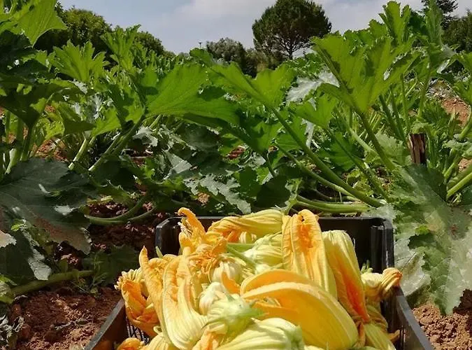 Massaro Pietro Фермерский дом Отранто